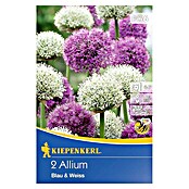 Kiepenkerl Frühlingsblumenzwiebeln Zierlauch Blau & Weiß (Allium, 2 Stk.) | BAUHAUS