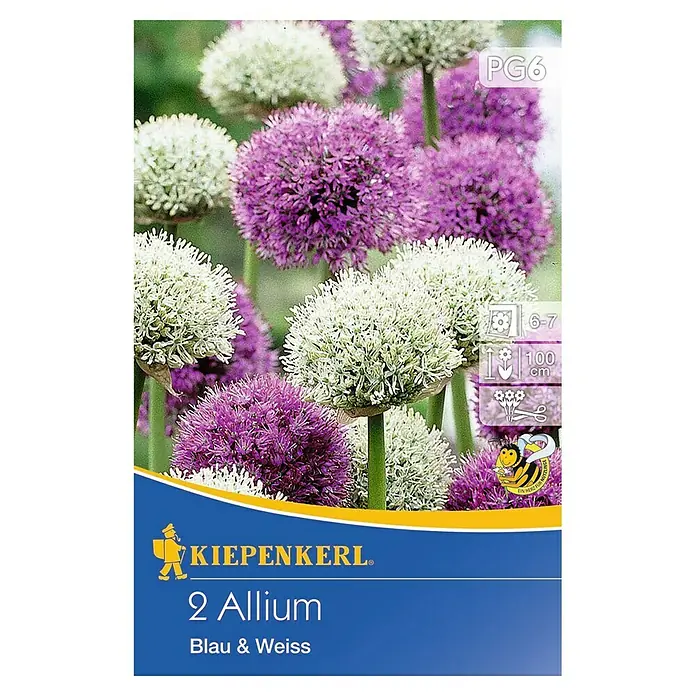 Kiepenkerl Blumenzwiebeln Zierlauch Blau & Weiß - Allium, 2 Stk. - Produktbild einer Kiepenkerl Samenpackung mit 2 Allium Blumenzwiebeln in Blau und Weiß. Die Blüten sind kugelförmig und dicht.