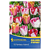 Kiepenkerl Frühlingsblumenzwiebeln Tulpenmischung Fantasy Island (Tulipa hybride, 12 Stk.) | BAUHAUS