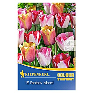 Kiepenkerl Frühlingsblumenzwiebeln Tulpenmischung Fantasy Island (Tulipa hybride, 12 Stk.)