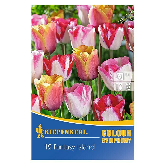 Kiepenkerl Frühlingsblumenzwiebeln Tulpenmischung Fantasy IslandTulipa hybride, 12 Stk. Front View