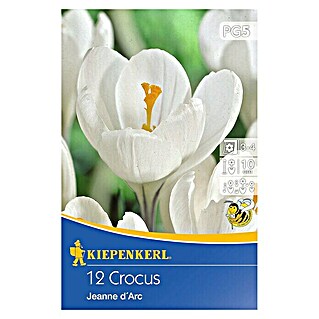 Kiepenkerl Frühlingsblumenzwiebeln Krokus 'Jeanne d'Arc' (Crocus vernus 'Jeanne d'Arc', 12 Stk.)