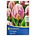 Kiepenkerl Frühlingsblumenzwiebeln Tulpe 'Happy Feet' 