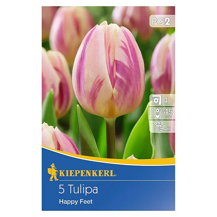 Kiepenkerl Blumenzwiebeln Tulpe 'Happy Feet' - Tulipa x hybride, 5 Stk. - Nahaufnahme einer Packung 'Kiepenkerl 5 Tulipa Happy Feet', mit einer rosa-weiß gestreiften Tulpe im Fokus.
