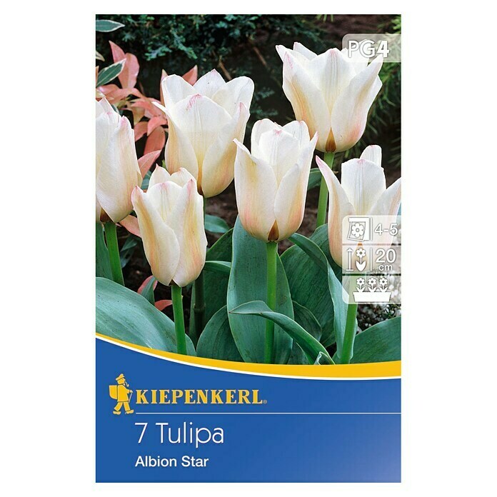 Kiepenkerl Frühlingsblumenzwiebeln Tulpe 'Albion Star' (Tulipa x hybride, 7 Stk.) | BAUHAUS