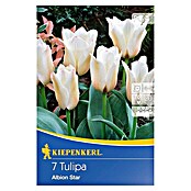 Kiepenkerl Frühlingsblumenzwiebeln Tulpe 'Albion Star' (Tulipa x hybride, 7 Stk.) | BAUHAUS