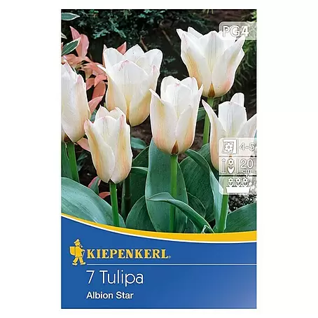 Kiepenkerl  Frühlingsblumenzwiebeln Tulpe 'Albion Star'