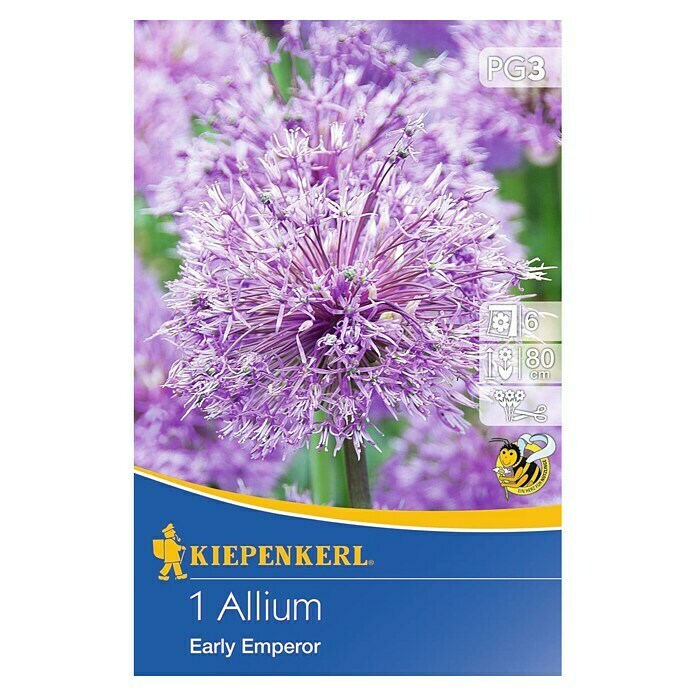 Kiepenkerl Sommerblumenzwiebeln Zierlauch 'Early Emperor'Allium rosenbachianum 'Early Emperor', 1 Stk. Front View