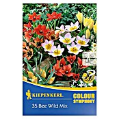 Kiepenkerl Frühlingsblumenzwiebeln Bee Wild Mix (Tulipa in Arten, 35 Stk.) | BAUHAUS