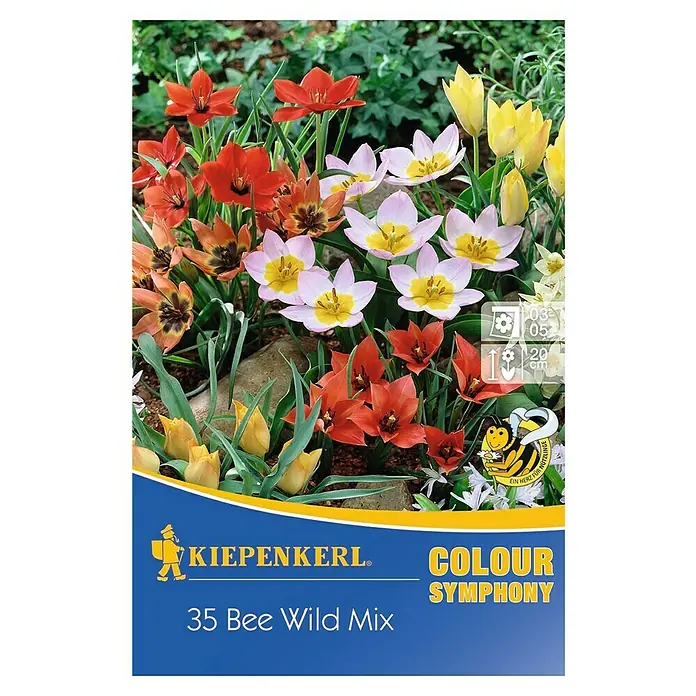 Kiepenkerl Blumenzwiebeln Bee Wild Mix - Tulipa in Arten, 35 Stk. - Kiepenkerl Colour Symphony 35 Bee Wild Mix mit einer farbenfrohen Mischung verschiedener Tulpenarten.