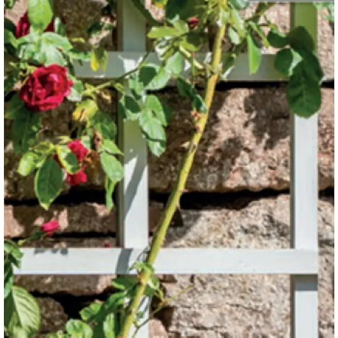 Cerland Celosía para exterior Yota - 90 x 180 cm, Madera, Natural - Una rosa roja trepa por un enrejado gris claro contra una pared de piedra rústica, añadiendo un toque romántico al jardín.
