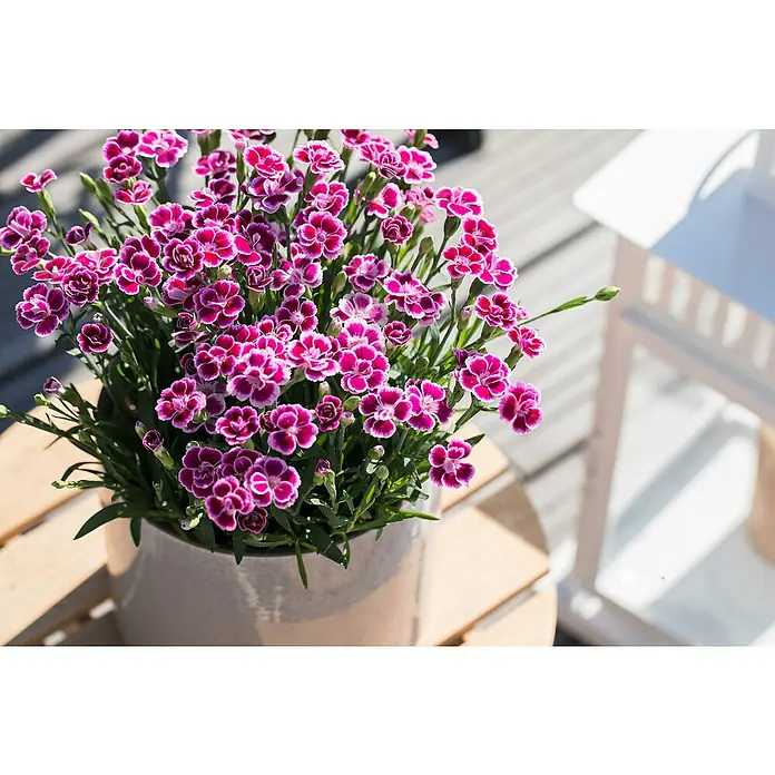 Piardino Gartennelke - Dianthus caryophyllus Pink Kisses ®, Topfgröße: 17 cm, Lila/Weiß - Nahaufnahme einer Topfpflanze mit leuchtend pinkfarbenen Nelkenblüten mit weißem Rand auf einem Holztisch im Freien.