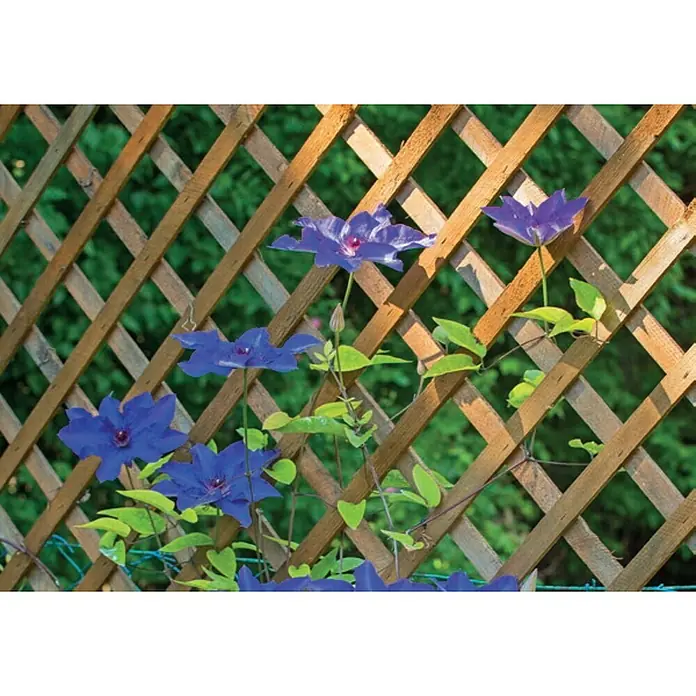 Cerland Celosía para exterior Soprano - 0,9 x 1,8 m, Madera, Natural - Una planta de clemátide con flores azules vibrantes trepa por una celosía de madera, complementada por hojas verdes exuberantes.