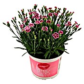 Piardino Gartennelke (Dianthus caryophyllus 'Pink Kisses', Topfgröße