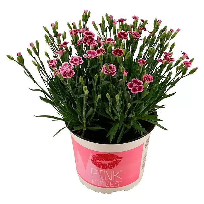 Piardino Gartennelke - Dianthus caryophyllus Pink Kisses ®, Topfgröße: 17 cm, Lila/Weiß - Topfpflanze mit zahlreichen kleinen rosa-weißen Blüten und grünem Laub. Der Topf ist weiß-rosa mit "PINK KISSES" Schriftzug.