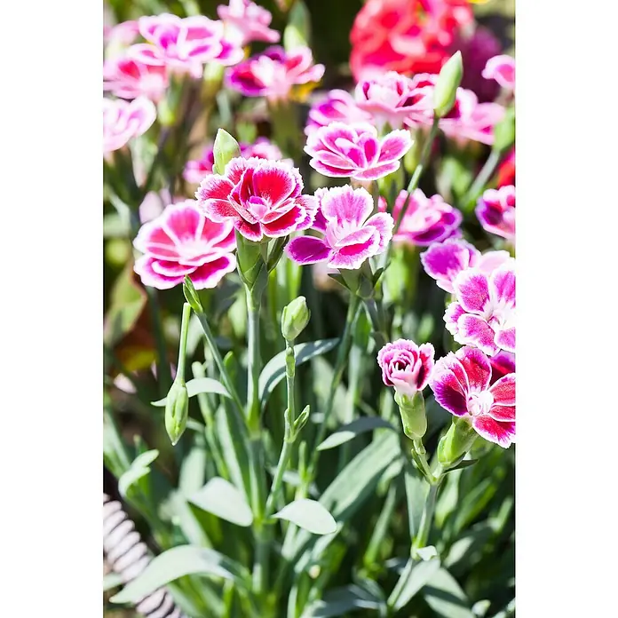Piardino Gartennelke - Dianthus caryophyllus Pink Kisses ®, Topfgröße: 17 cm, Lila/Weiß - Nahaufnahme von rosa und roten Nelkenblüten mit grünen Stielen und Blättern, die die zarte Schönheit der Nelken hervorhebt.