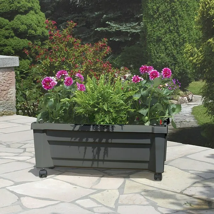 KHW Pflanzkasten Calypso - Außenmaß (L x B x H): 79 x 35 x 33 cm, Kunststoff, Anthrazit, Ohne Rankgitter - Grauer Blumenkasten auf Rollen mit üppigen Blumen und Farnen auf einer Steinterrasse im Garten.