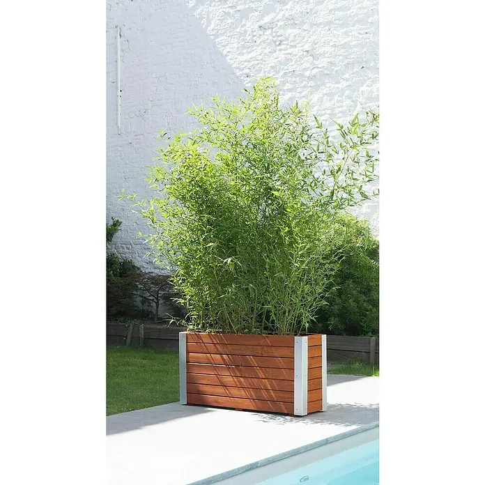 Cerland Macetero para plantas Bambou - Dimensiones externas (L x An x Al): 100 x 30 x 50 cm, Madera, Teca - Una jardinera rectangular de madera con detalles plateados, llena de exuberante bambú, se alza frente a una pared de ladrillo blanco.