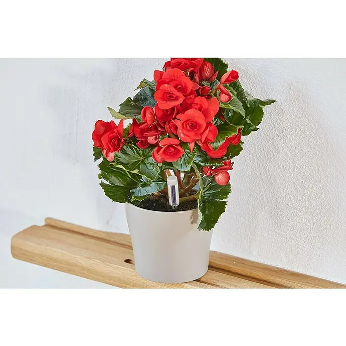 Westland Gießanzeiger - 260 mm, Geeignet für: Blumenerde, Steingrau - Nahaufnahme einer roten Begonienblume im Topf mit einem Feuchtigkeitssensor auf einem Holzregal vor einer weißen Wand.