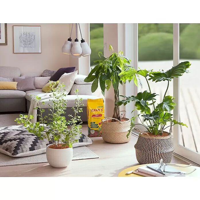 Seramis Pflanzengranulat - 7,5 l - Gelber Beutel Seramis Pflanz-Granulat in einem gemütlichen Wohnzimmer mit Zimmerpflanzen, zeigt seine Verwendung für die Pflanzenpflege.