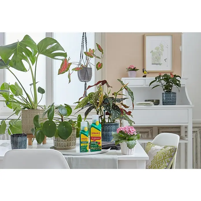 Seramis Flüssigdünger - 500 ml, Geeignet für: Blühpflanzen - Das Bild zeigt Zimmerpflanzen, die mit SERAMIS Vitalnahrung für Grünpflanzen und Blühpflanzen gedüngt werden, für gesundes Wachstum.