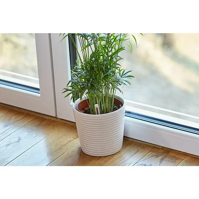 Westland Gießanzeiger - 260 mm, Geeignet für: Blumenerde, Weiß - Zimmerpflanze in weißem Topf neben einem Fenster auf einem Holzboden. Die Pflanze ist grün und hat lange, dünne Blätter.