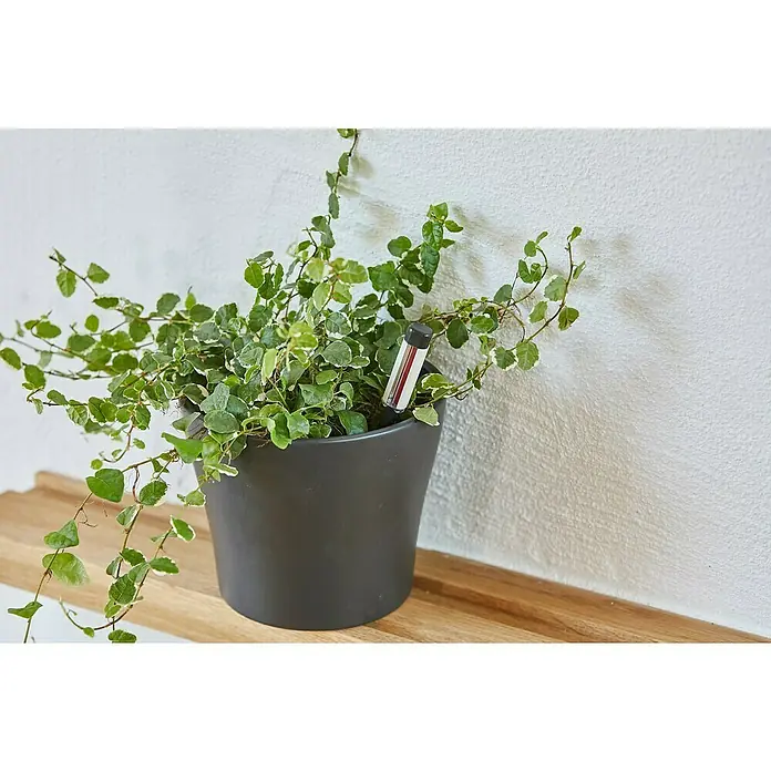 Westland Gießanzeiger - 260 mm, Geeignet für: Blumenerde, Anthrazit - Zimmerpflanze in einem grauen Topf mit einem Feuchtigkeitsmesser im Boden, steht auf einem Holzregal vor einer weißen Wand.