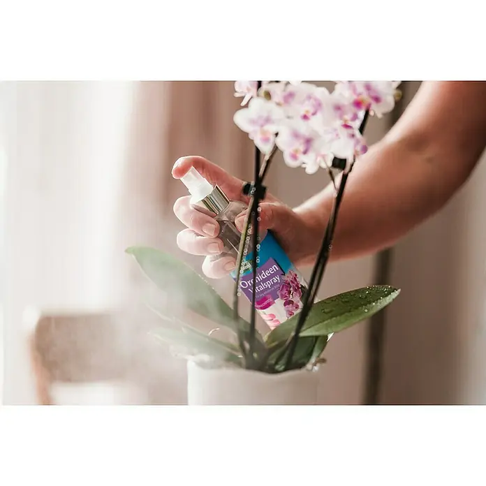 Westland Orchideen-Nahrung - 250 ml - Eine Hand sprüht Orchideen Vital Spray auf die Blätter einer Orchidee, um ihre Gesundheit und ihr Wachstum zu fördern.