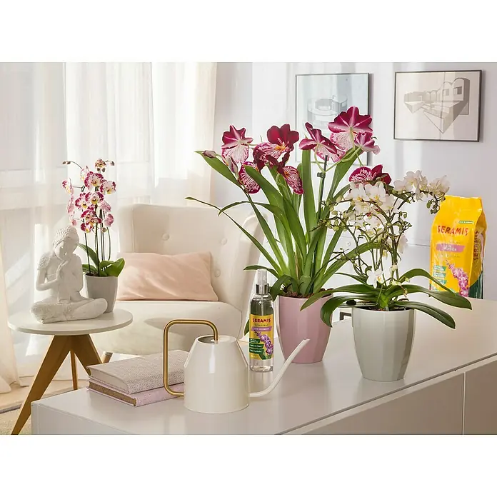 Seramis Orchideen-Granulat - Nettovolumen: 7 l - Dieses Bild zeigt eine Sammlung von Seramis-Produkten, darunter Orchideenerde und Bewässerungsspray, zusammen mit blühenden Orchideen in Töpfen.