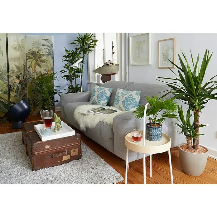Seramis Pflanzensubstrat für Palmen - 15 l - Wohnzimmer mit grauem Sofa, Pflanzen und Vintage-Dekorationen. Gemütliches Interieur mit stilvollen Möbeln und natürlichem Flair.