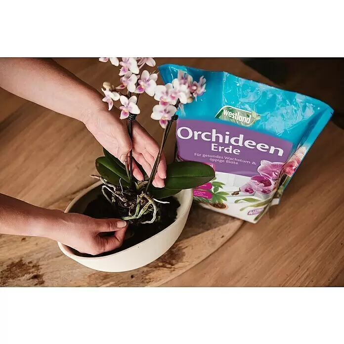 Westland Orchideenerde - 4 l - Hände topfen eine weiß-pinke Orchidee in einen Keramiktopf um, daneben ein blauer Beutel Westland Orchideen Erde.