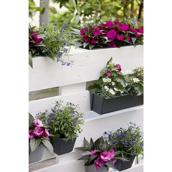 Geli Pflanzkasten-Einsatz Easy - Außenmaß (L x B x H): 37 x 10 x 10 cm, Kunststoff, Anthrazit - Nahaufnahme von Impatiens und Lobelia in Töpfen, die an einer weißen Holzpalette befestigt sind und eine vertikale Gartenausstellung bilden.