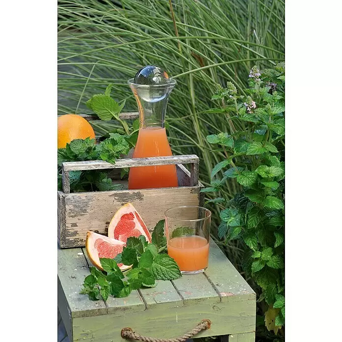 Piardino Grapefruitminze BioMentha suaveolens 'Grapefruit', Topfgröße: 12 cm
