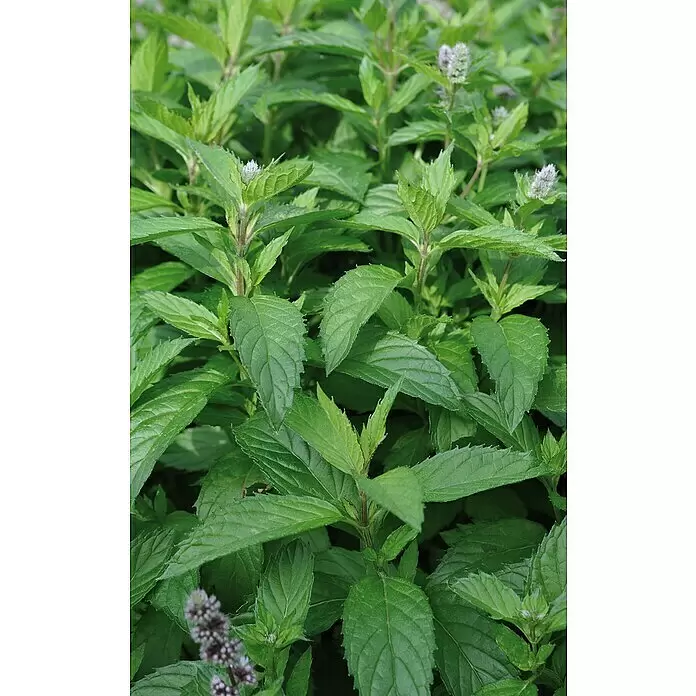Piardino Minze - Mentha spicata, Topfgröße: 12 cm - Detailaufnahme