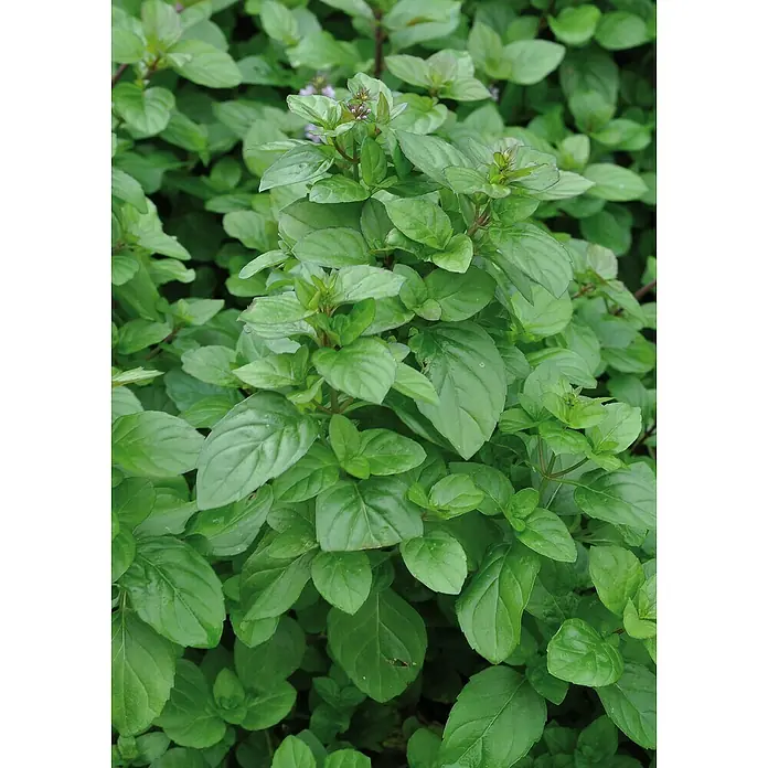 Piardino Minze - Mentha x piperita 'Orangenminze', Topfgröße: 12 cm - Nahaufnahme einer üppigen Minzpflanze mit grünen Blättern und zarten Blüten, ideal für Kräutergärten und kulinarische Anwendungen.