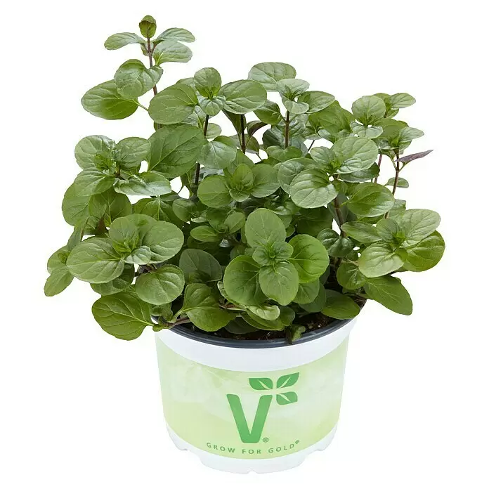 Piardino Minze - Mentha x piperita 'Orangenminze', Topfgröße: 12 cm - Vorderansicht