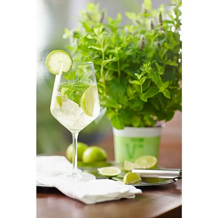 Piardino Minze - Mentha spicata, Topfgröße: 12 cm - Erfrischender Cocktail mit Limette und Minze in einem eleganten Glas, serviert mit frischen Limetten und Minze.