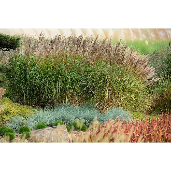 Piardino Garten-ChinaschilfMiscanthus sinensis 'Red Chief', Topfgröße: 19 cm Mood Shot