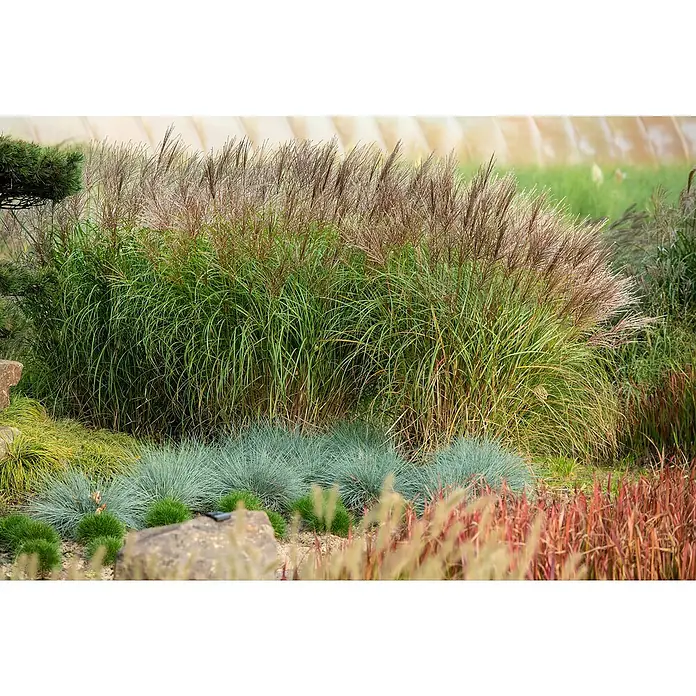 Piardino Garten-Chinaschilf - Miscanthus sinensis 'Red Chief', Topfgröße: 19 cm - Üppiges Ziergras mit dekorativen Blütenständen und blaugrünen Bodendeckern im Garten.