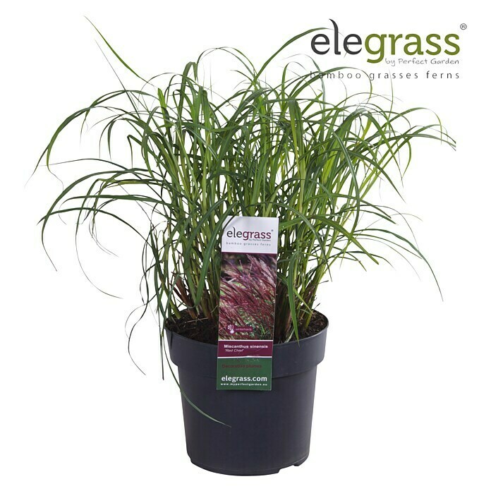 Piardino Garten-Chinaschilf (Miscanthus sinensis 'Red Chief', Topfgröße: 19 cm) | BAUHAUS