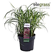 Piardino Garten-Chinaschilf (Miscanthus sinensis 'Red Chief', Topfgröße: 19 cm) | BAUHAUS