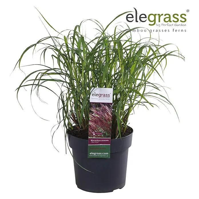 Piardino Garten-Chinaschilf - Miscanthus sinensis 'Red Chief', Topfgröße: 19 cm - Die Elegrass Miscanthus sinensis 'Red Chief' im Topf ist eine attraktive Zierpflanze für Garten und Terrasse.