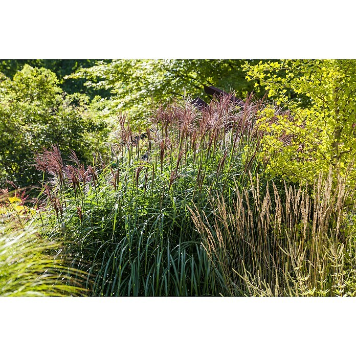 Piardino Garten-ChinaschilfMiscanthus sinensis 'Red Chief', Topfgröße: 19 cm Mood Shot