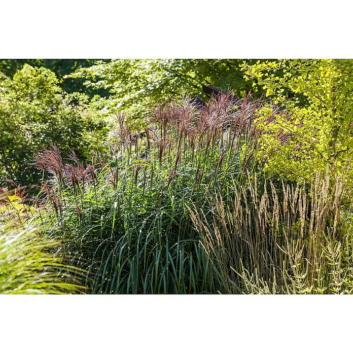 Piardino Garten-Chinaschilf - Miscanthus sinensis 'Red Chief', Topfgröße: 19 cm - Eine üppige Ansicht von verschiedenen Gräsern im Freien, mit einer Vielfalt an Texturen und Farben, die eine ruhige Gartenszene ergibt.