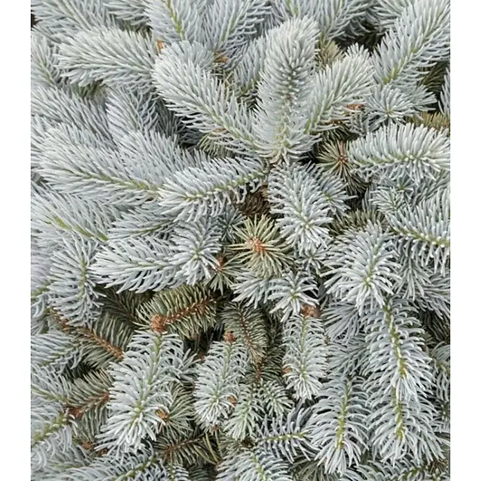 Piardino Picea blanca - Picea pungens 'Glauca Globosa' - Primer plano de un ciprés azul plateado con agujas densas y puntiagudas, creando una apariencia fresca y elegante.