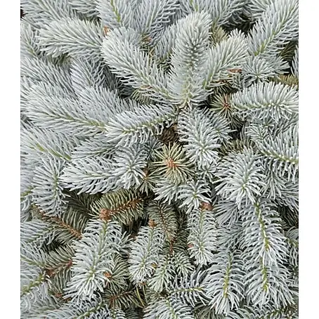 Piardino  Picea blanca