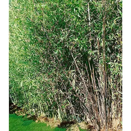 Piardino  Phyllostachys aurea