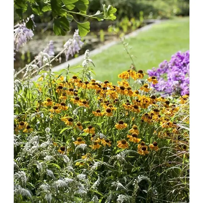 Piardino Planta perenne - Plantas perennes en especies y variedades - Esplendor floral: Un parterre colorido con flores amarillas, moradas y blancas que irradian belleza natural.