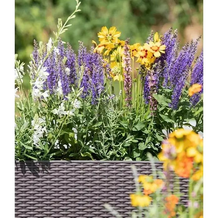 Piardino Planta perenne - Plantas perennes en especies y variedades - Un primer plano de una jardinera con flores blancas, moradas y amarillas en floración, mostrando una decoración de jardín colorida.