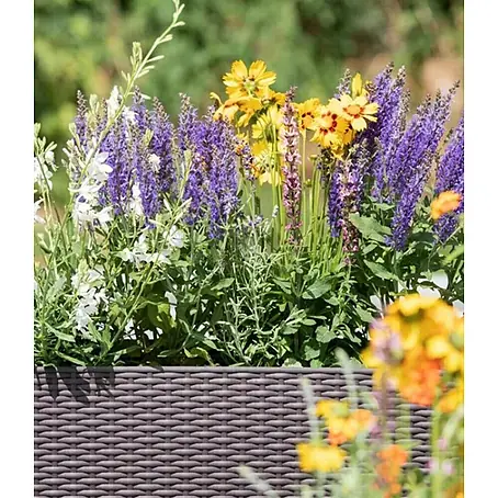 Piardino  Planta perenne